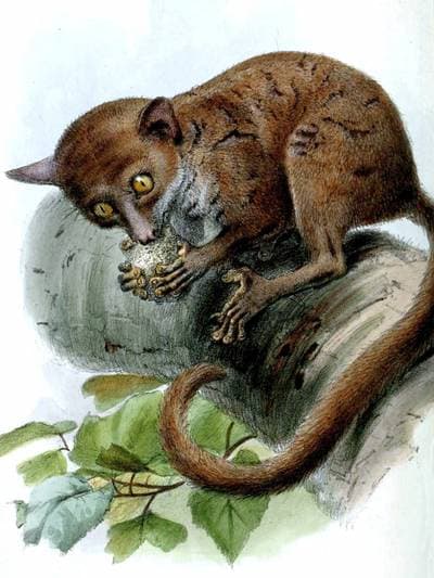 Dwarf Galago