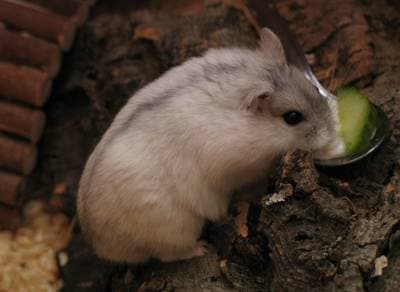 Siberian Hamster