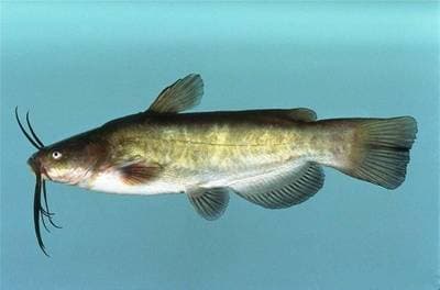 Brown Bullhead