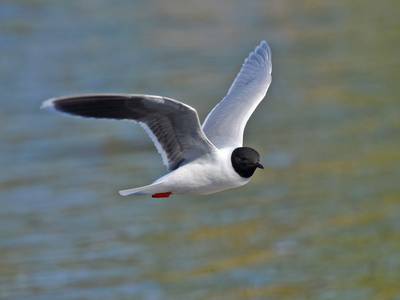 Little Gull