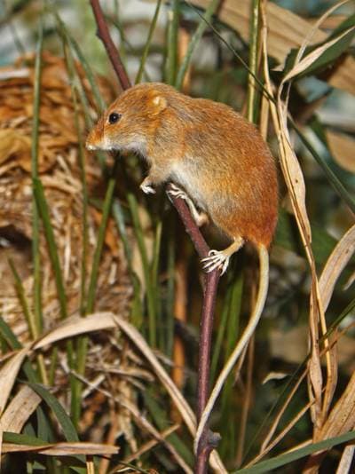 Harvest Mouse