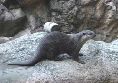 Oriental Small-clawed Otter