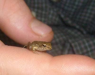 Dybowski's frog