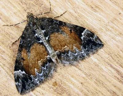 Common Marbled Carpet