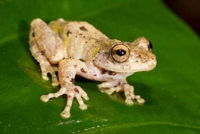 Eiffinger's Treefrog