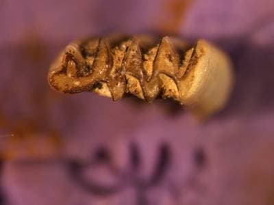 Root Vole