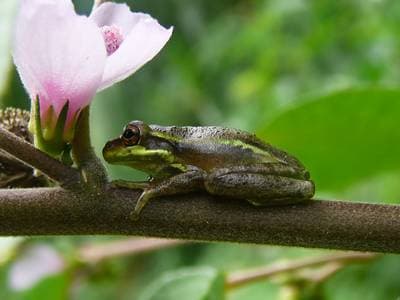 Squirrel Treefrog