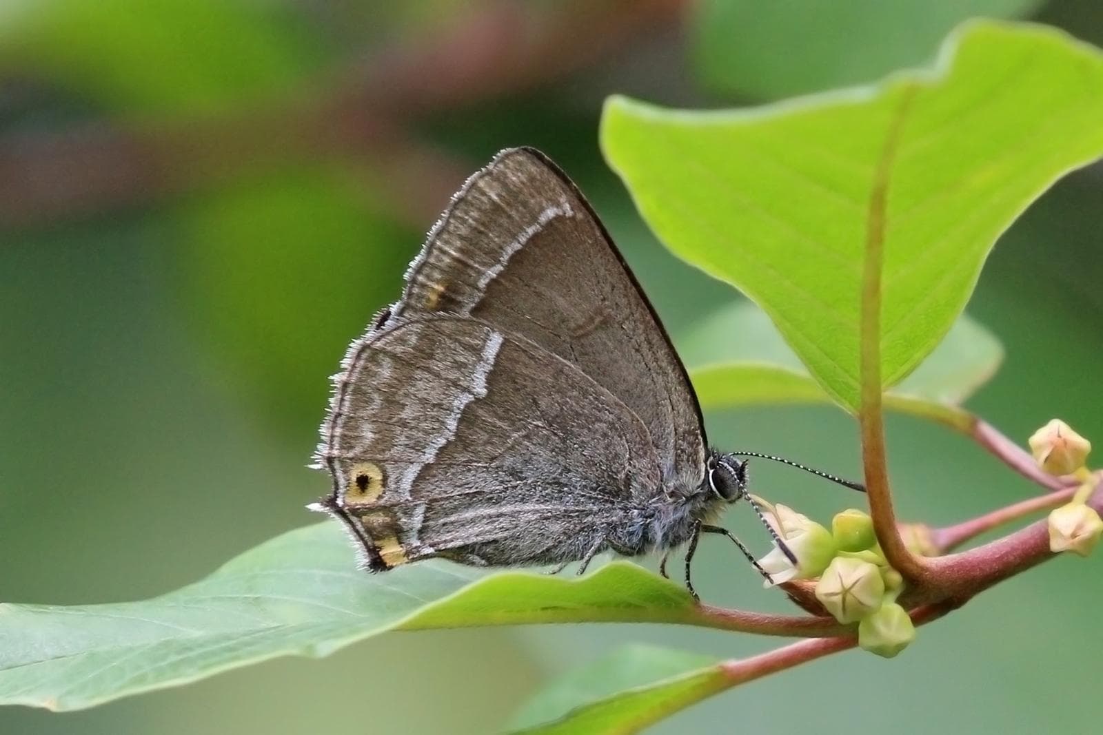 Purple Hairstreak — 3/3