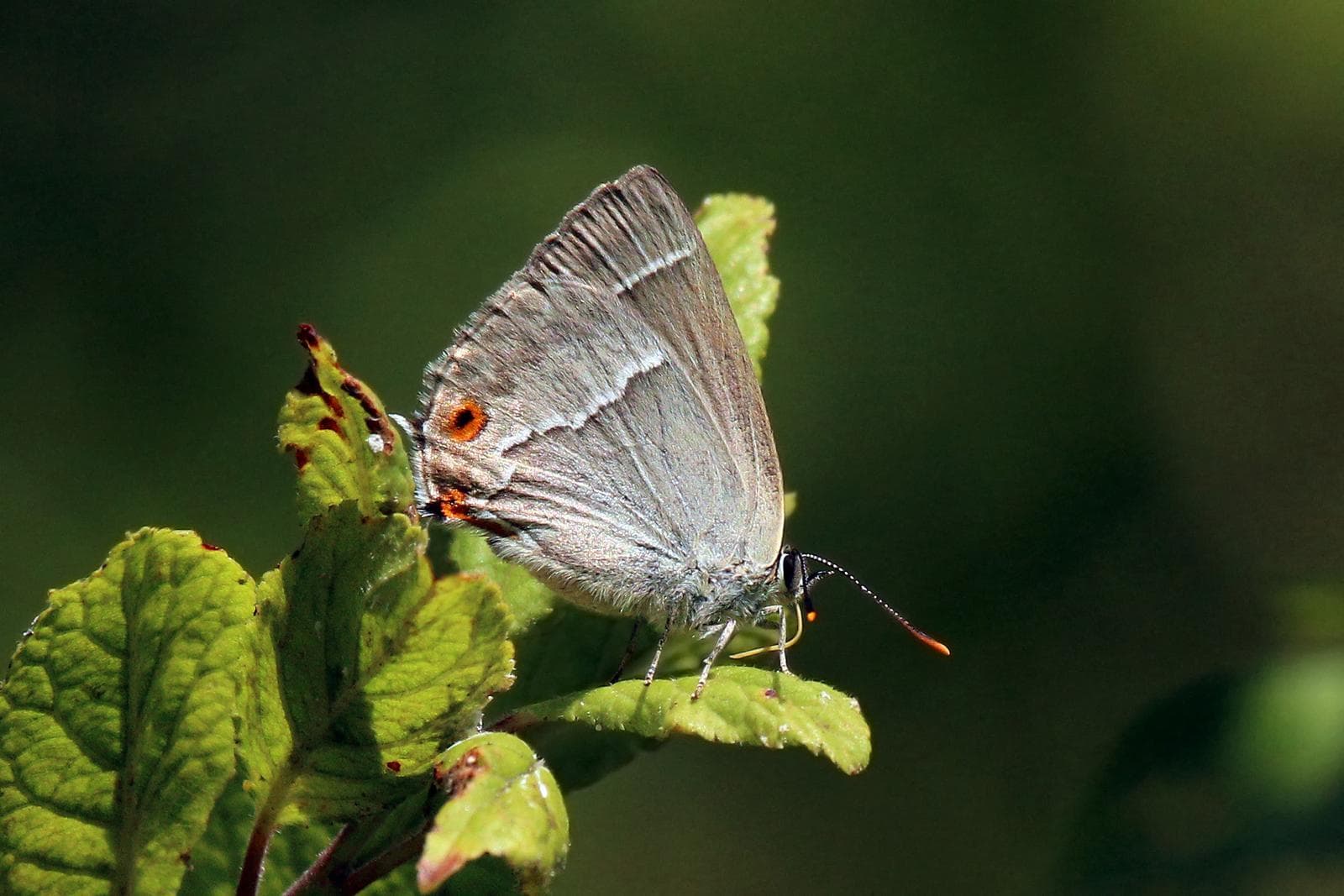 Purple Hairstreak — 2/3