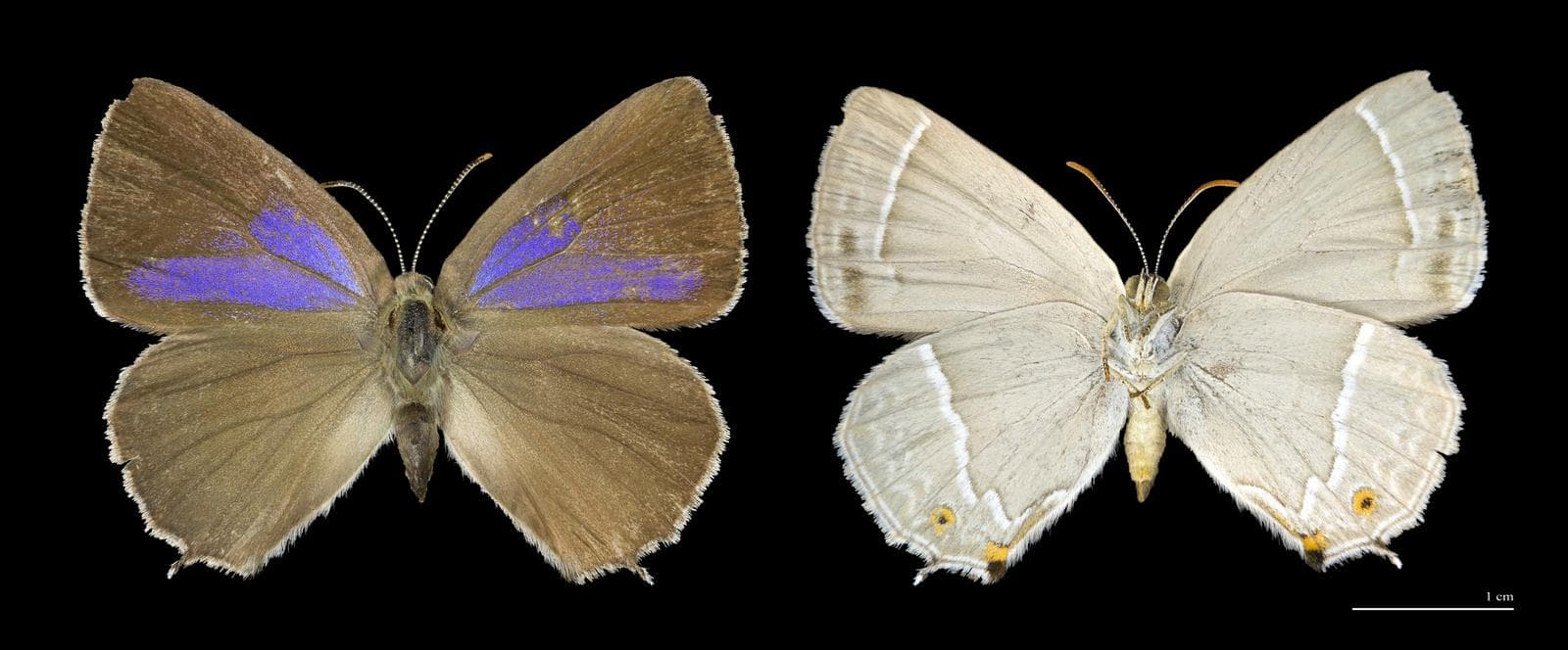 Purple Hairstreak — 1/3