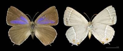Purple Hairstreak