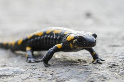 Fire Salamander