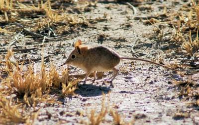 Elephant Shrew