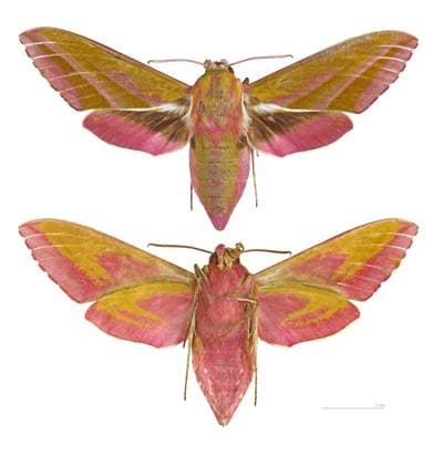 Elephant Hawk-moth