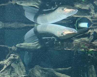 Electric Eel