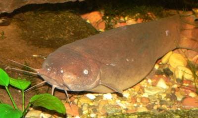 Electric Catfish