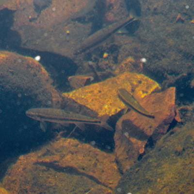 Common minnow