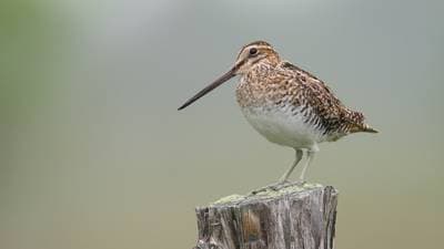Common Snipe