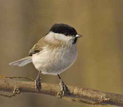 Marsh Tit