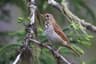 Hermit Thrush