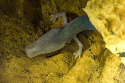 Olm