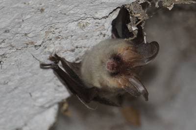 Brown Long-eared Bat