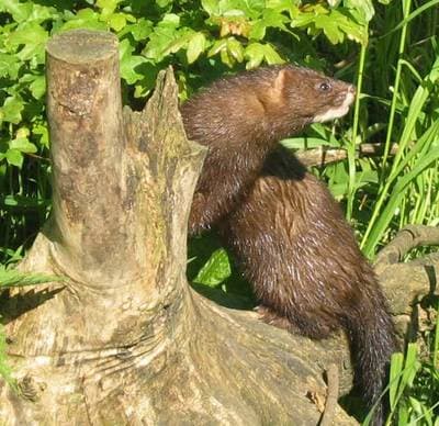 European Mink