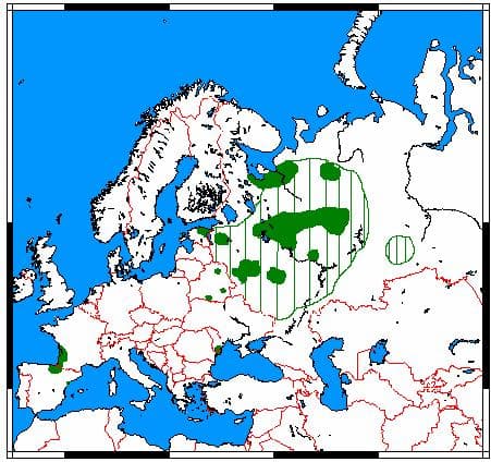 European Mink — 2/3