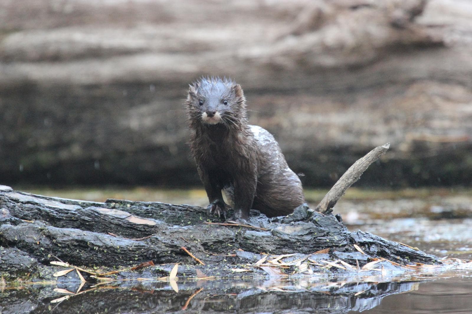 European Mink — 3/3