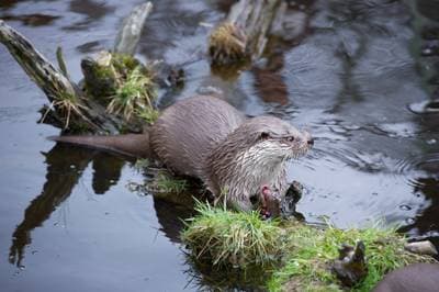 European Otter