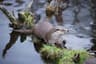 European Otter