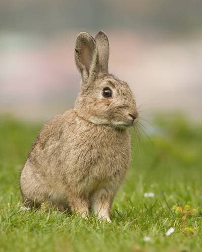European Rabbit