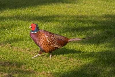 Common Pheasant