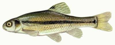 Rosey Reds / Fathead Minnow