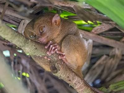 Philippine Tarsier
