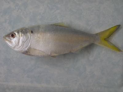 Finescale menhaden