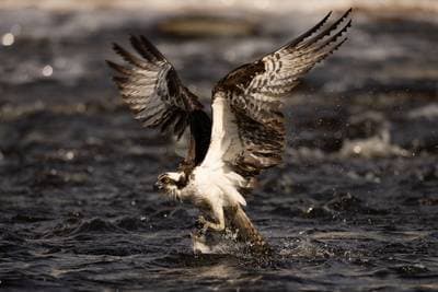 Osprey