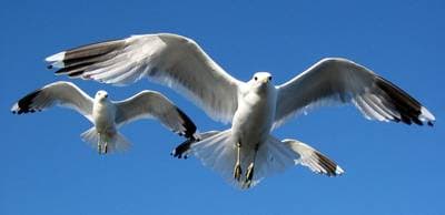 Common Gull