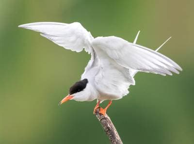 Common Tern