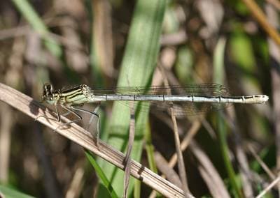 Blue Featherleg