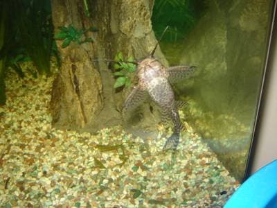 Featherfin Squeaker