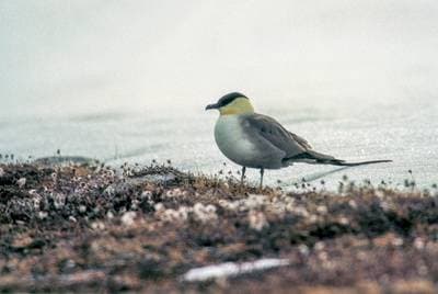 Long-tailed Jaeger