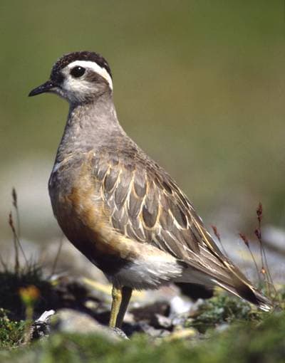 Dotterel