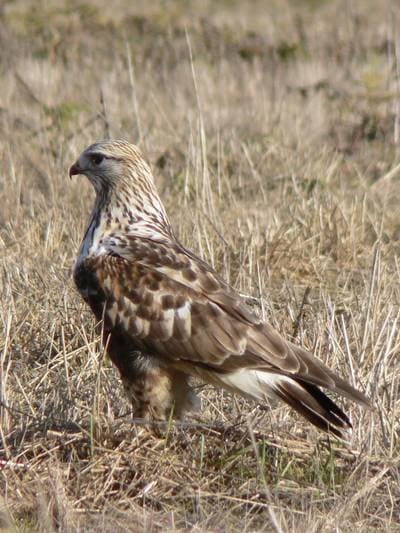 Rough-legged Buzzard