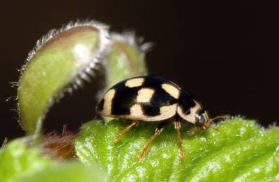 14-spotted Ladybird Beetle