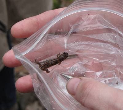 Spotted Dusky Salamander