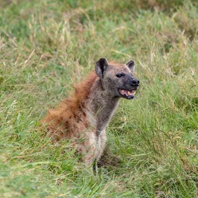 Spotted Hyena