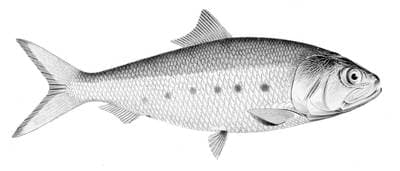 Slender sprat
