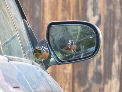 Spotted Towhee