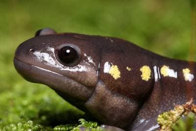 Spotted Salamander